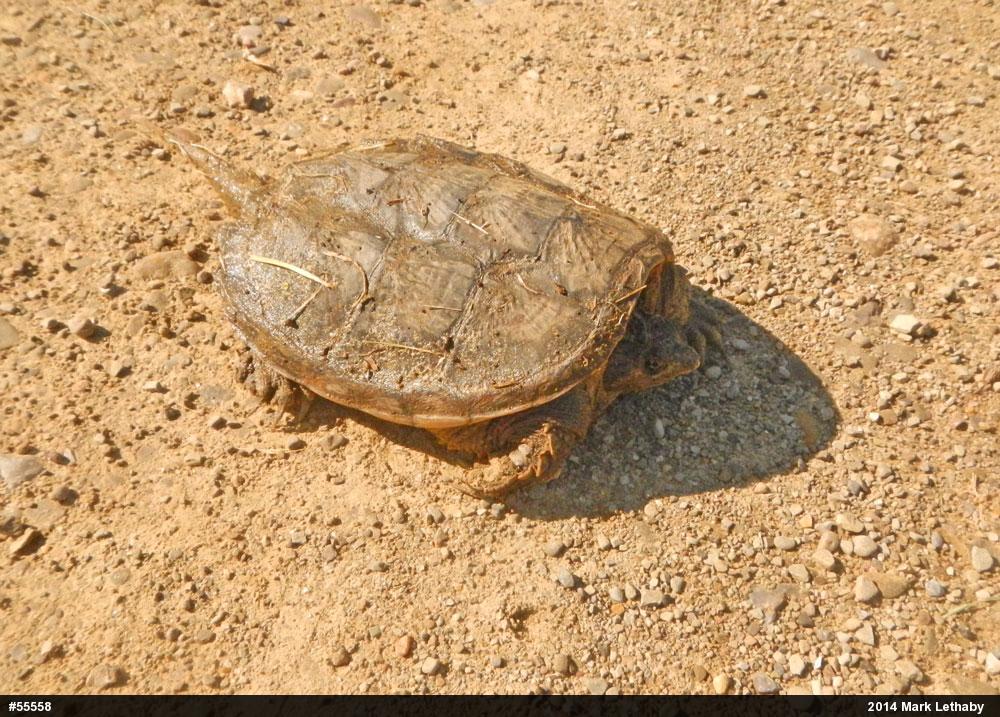 Snapping Turtle