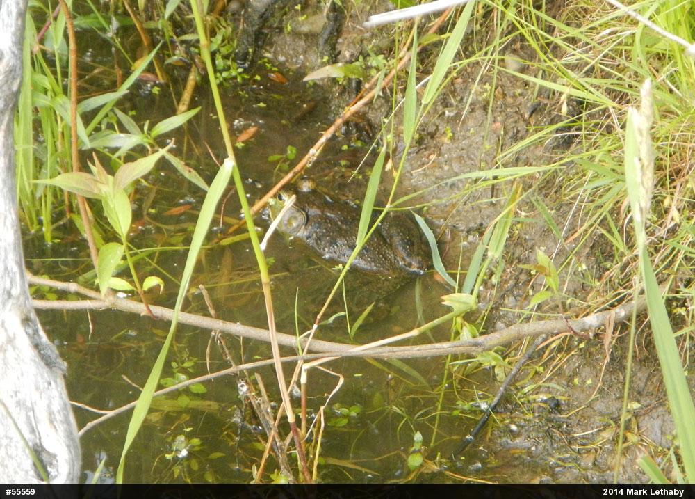 American Bullfrog