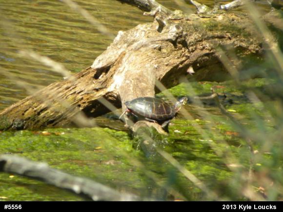 Eastern Painted Turtle