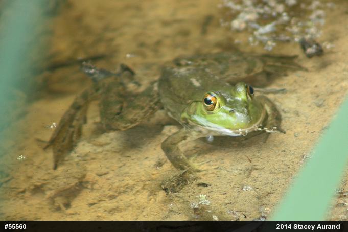 American Bullfrog