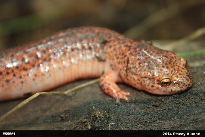 Northern Red Salamander