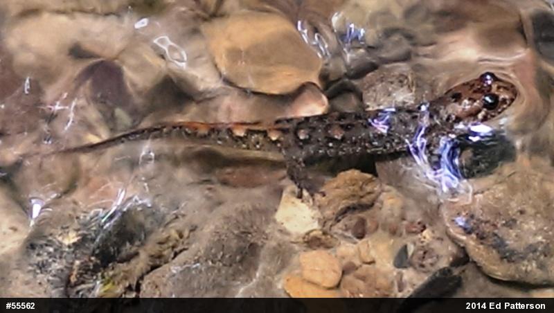 Seal Salamander