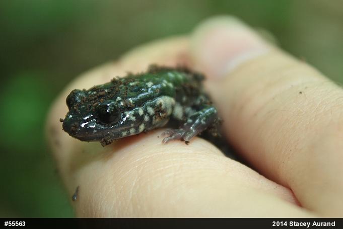 Northern Slimy Salamander