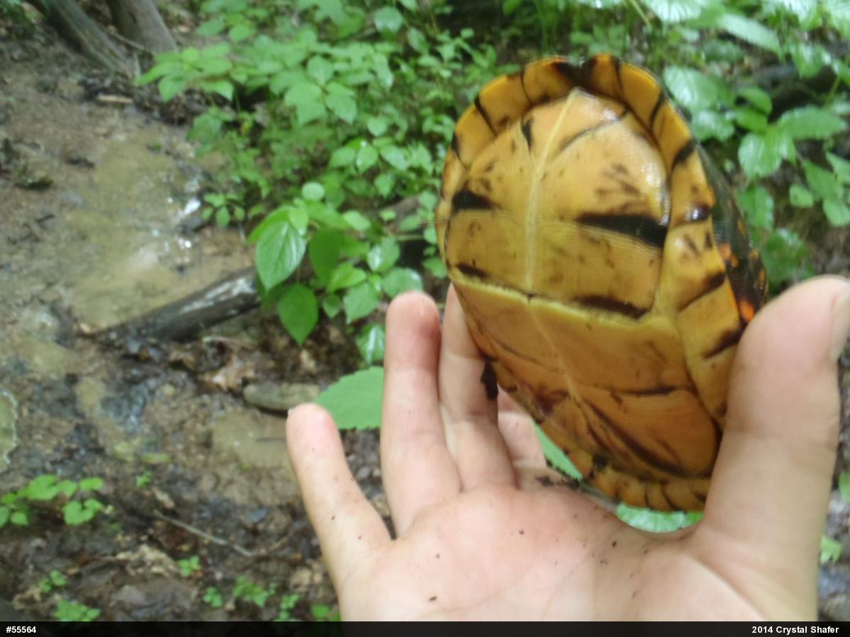 Eastern Box Turtle