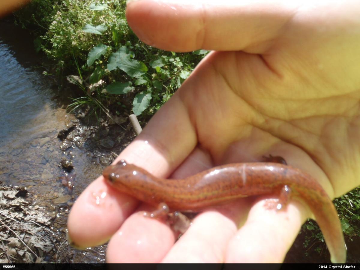 Northern Spring Salamander