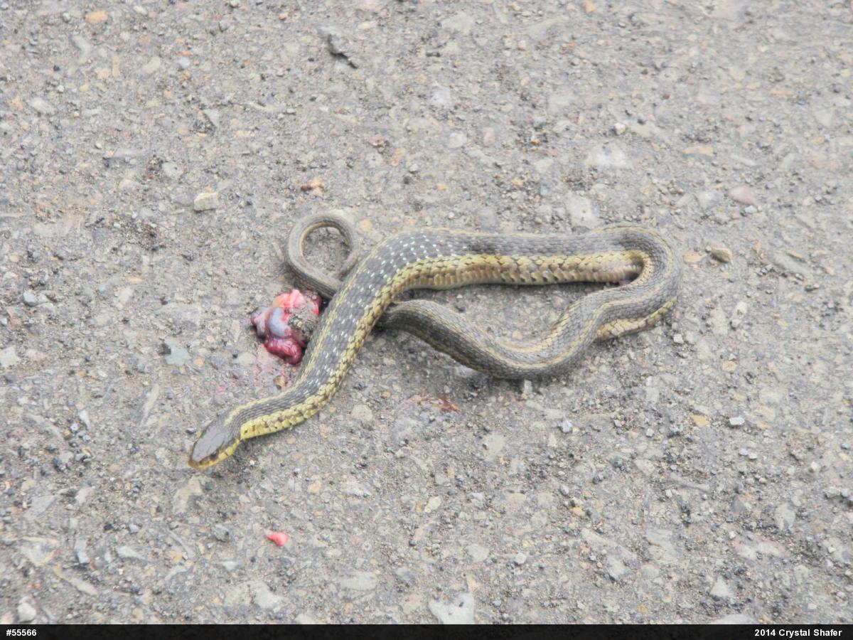 Eastern Gartersnake