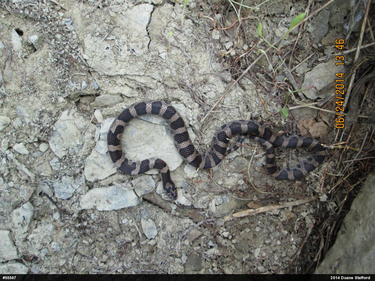 Eastern Milksnake