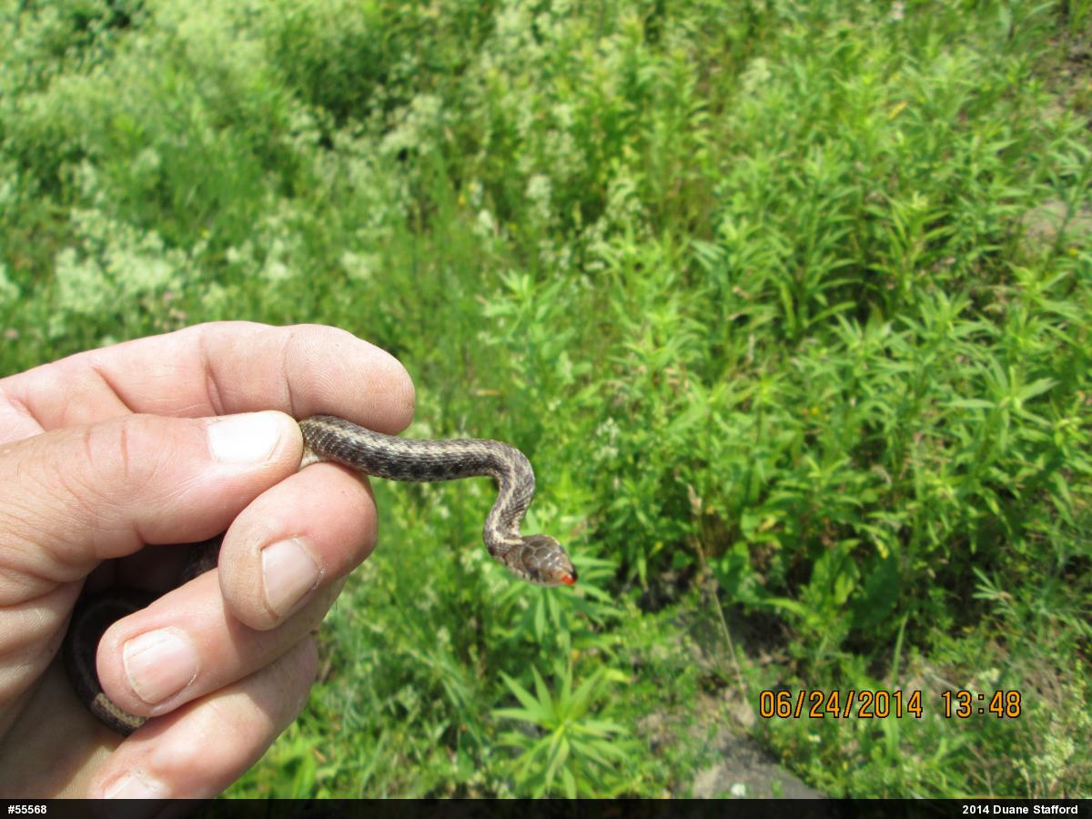 Eastern Gartersnake
