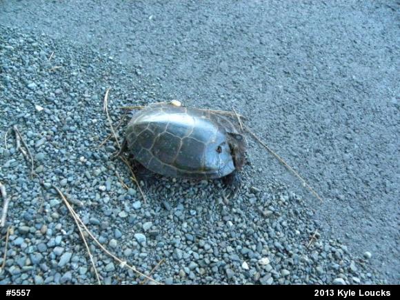 Eastern Painted Turtle