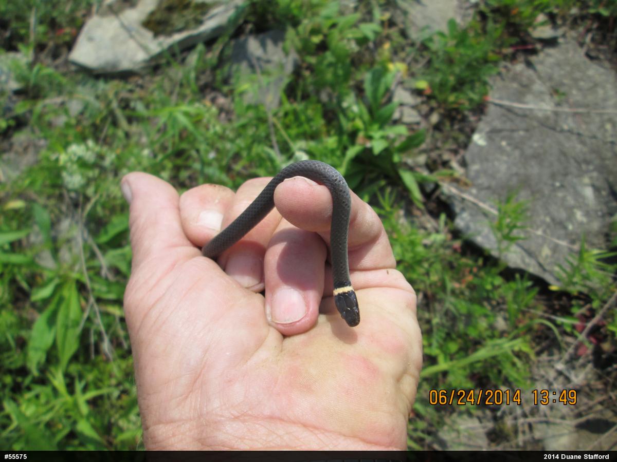Northern Ring-necked Snake