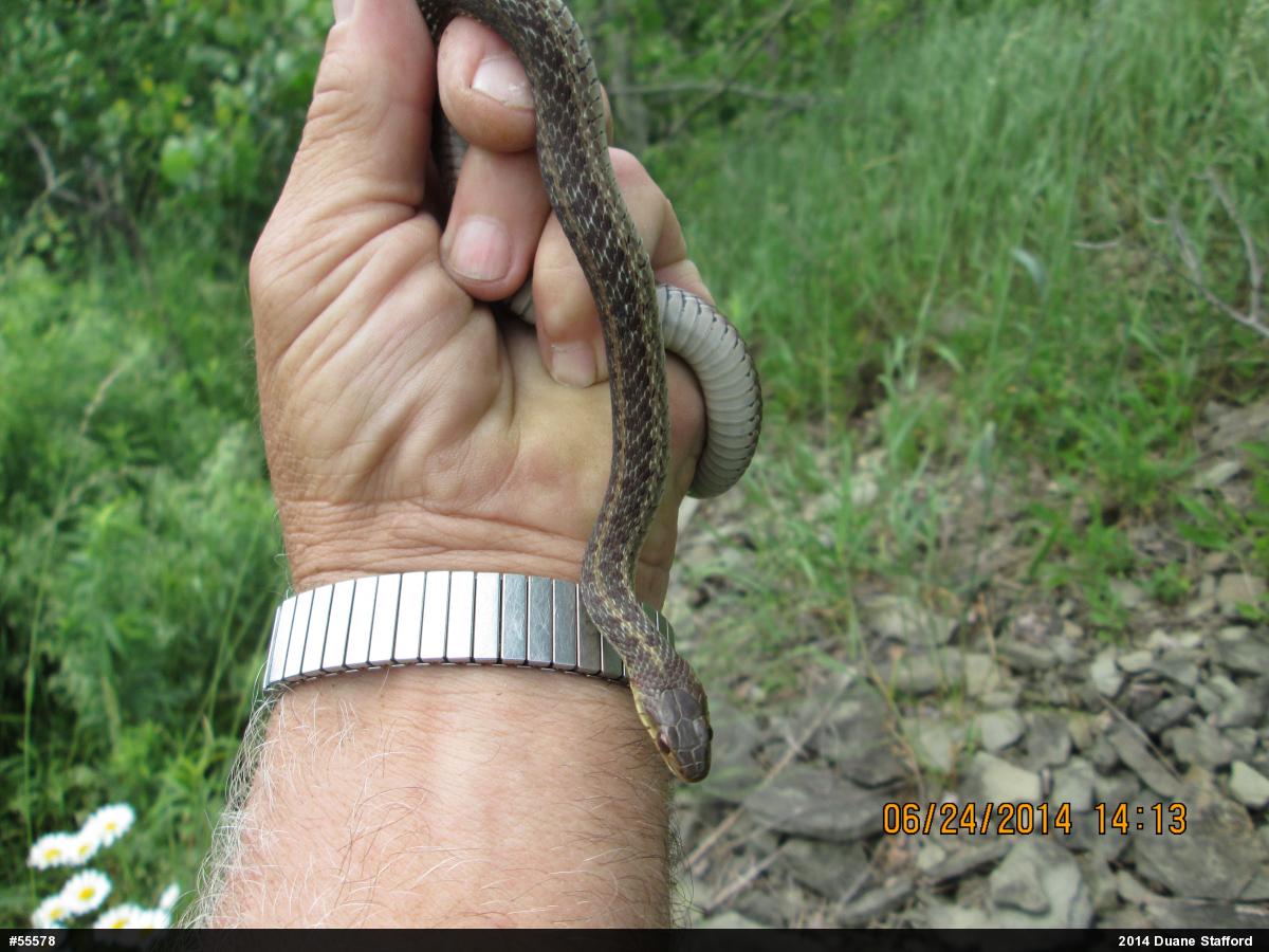 Eastern Gartersnake