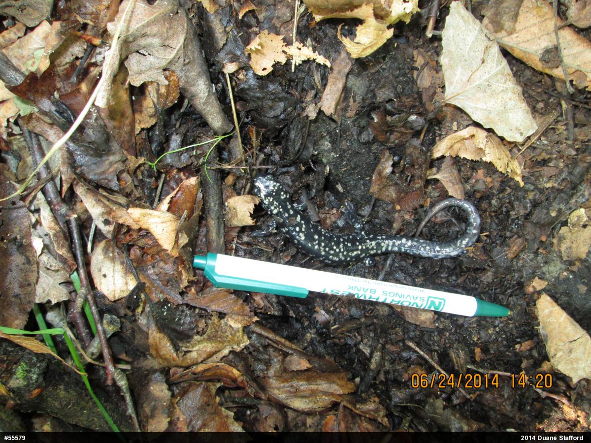 Northern Slimy Salamander