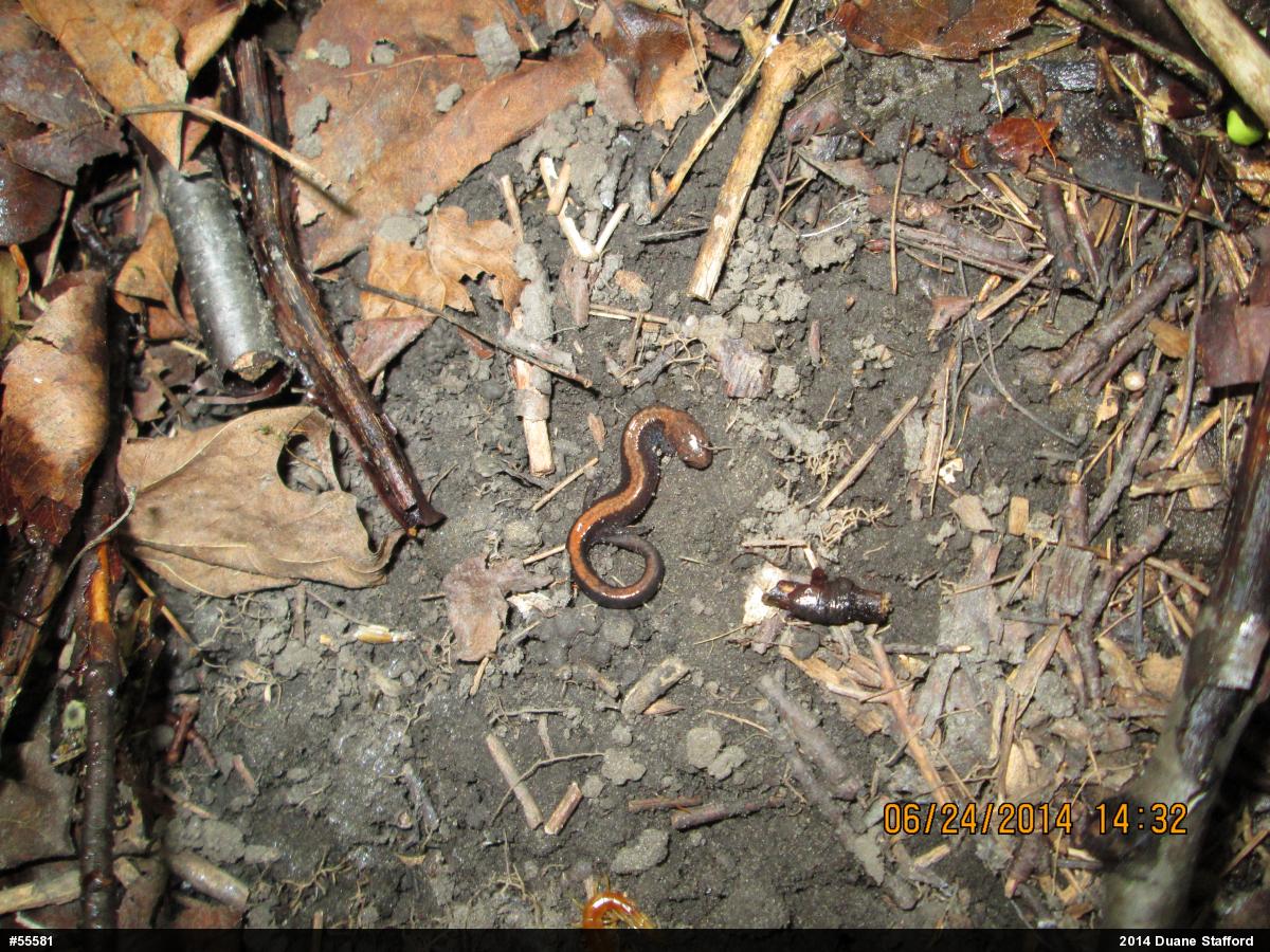Eastern Red-backed  Salamander