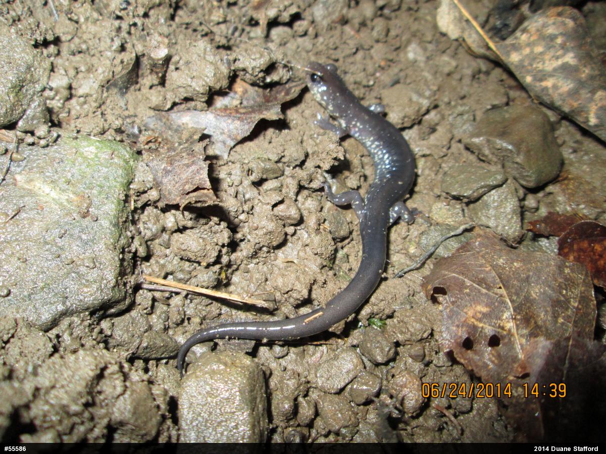 Wehrle's Salamander