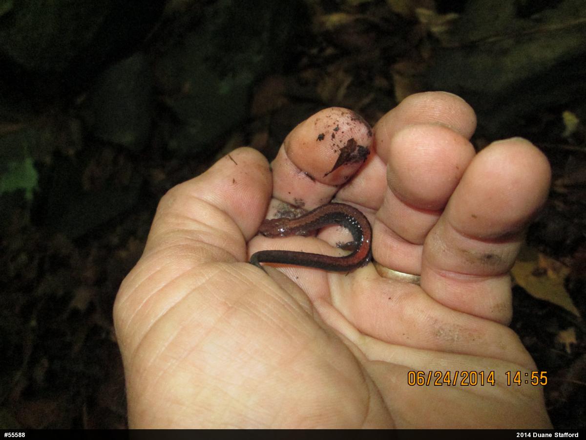Eastern Red-backed  Salamander