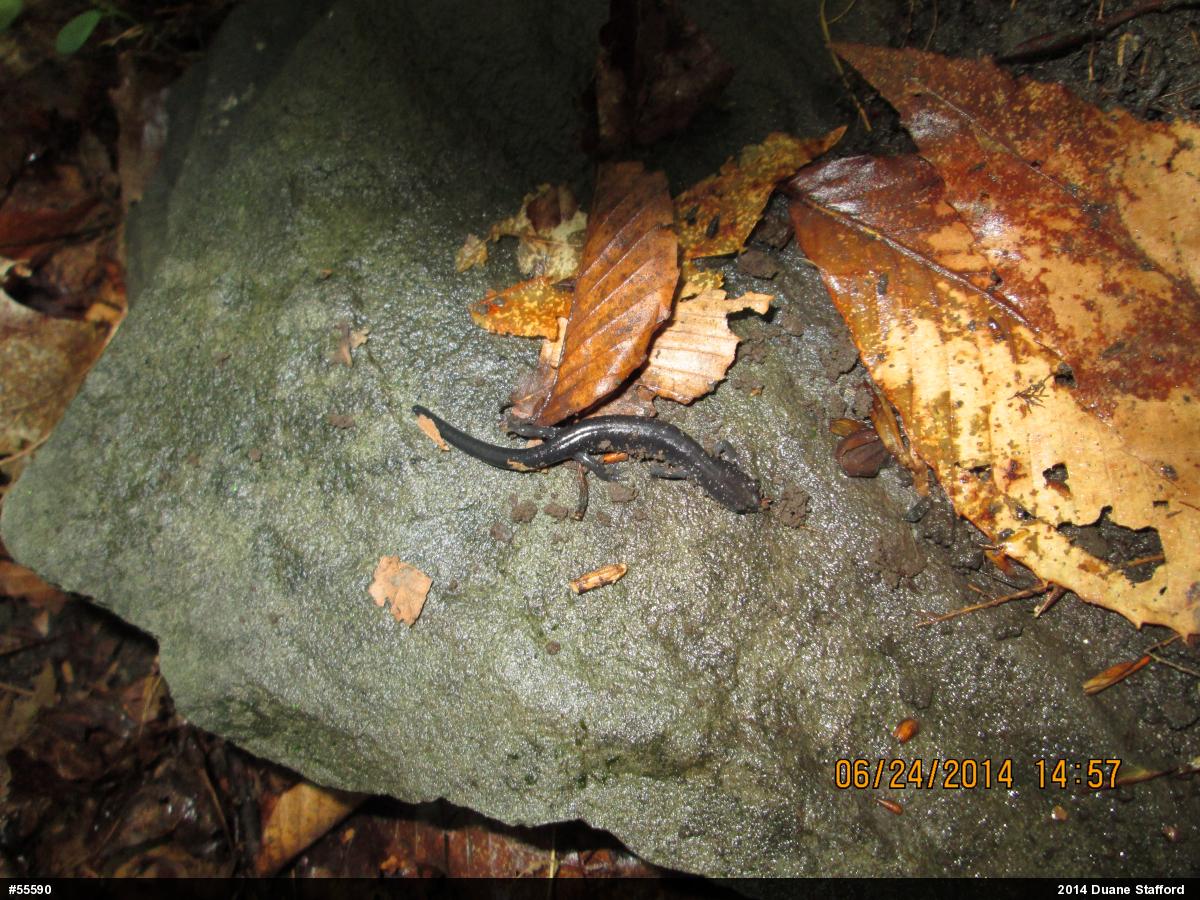 Wehrle's Salamander