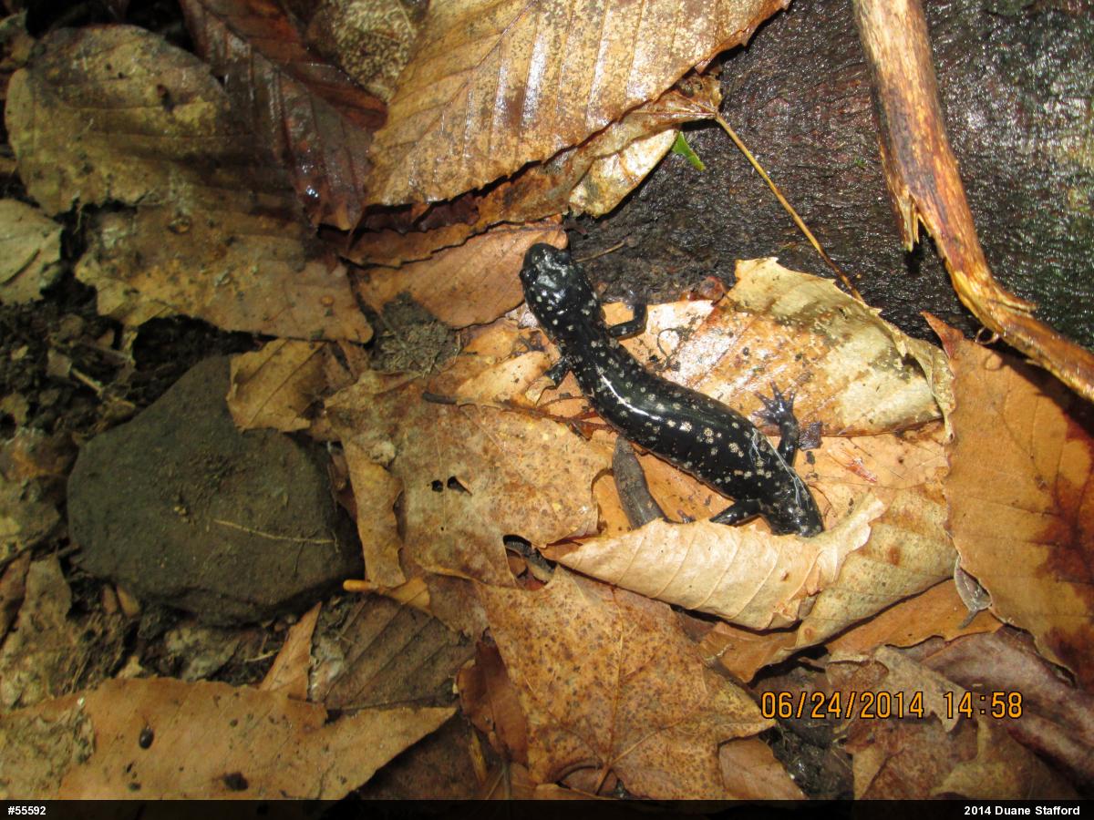 Northern Slimy Salamander