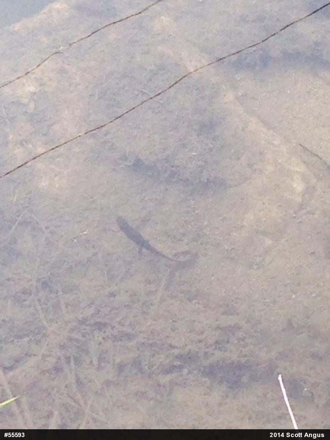 Red-spotted Newt