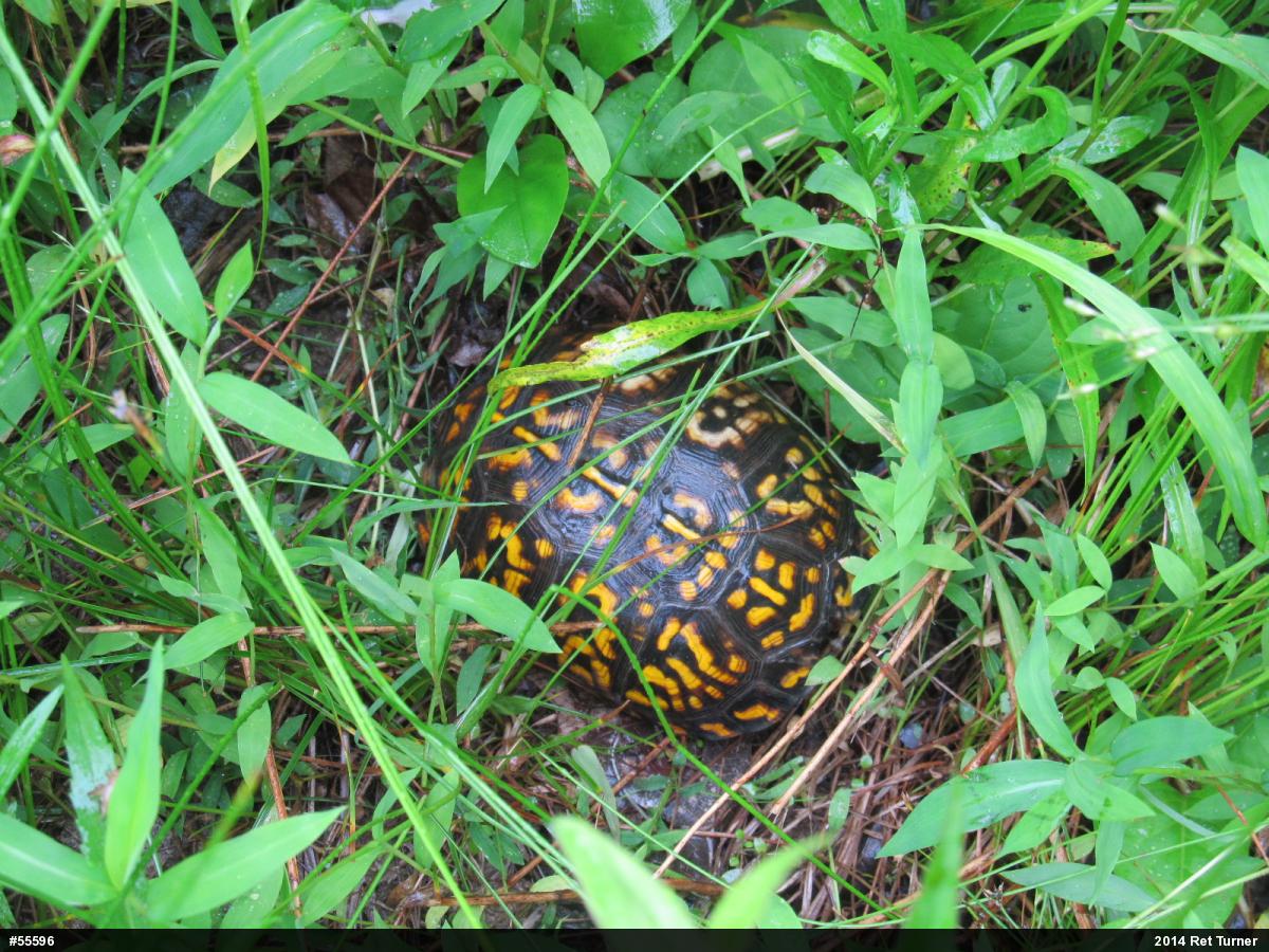 Eastern Box Turtle