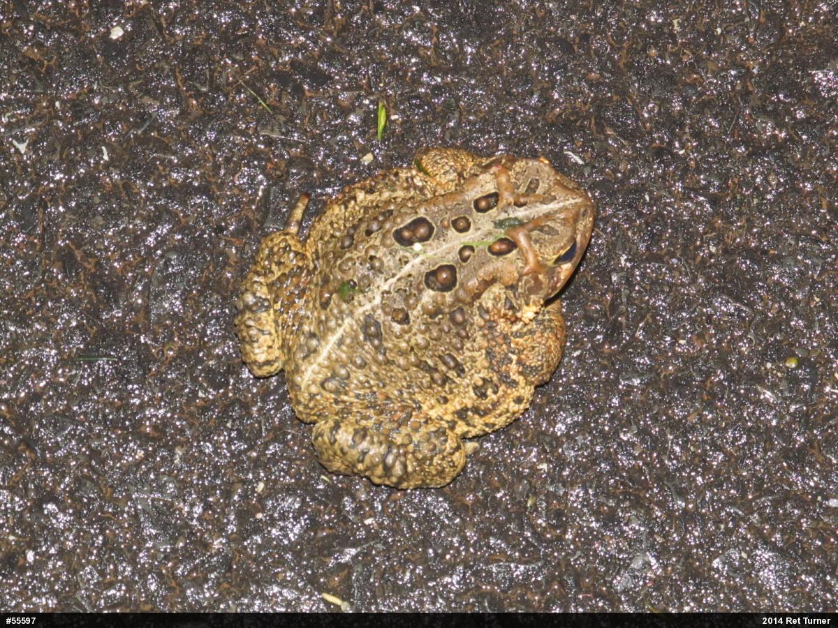 Eastern American Toad