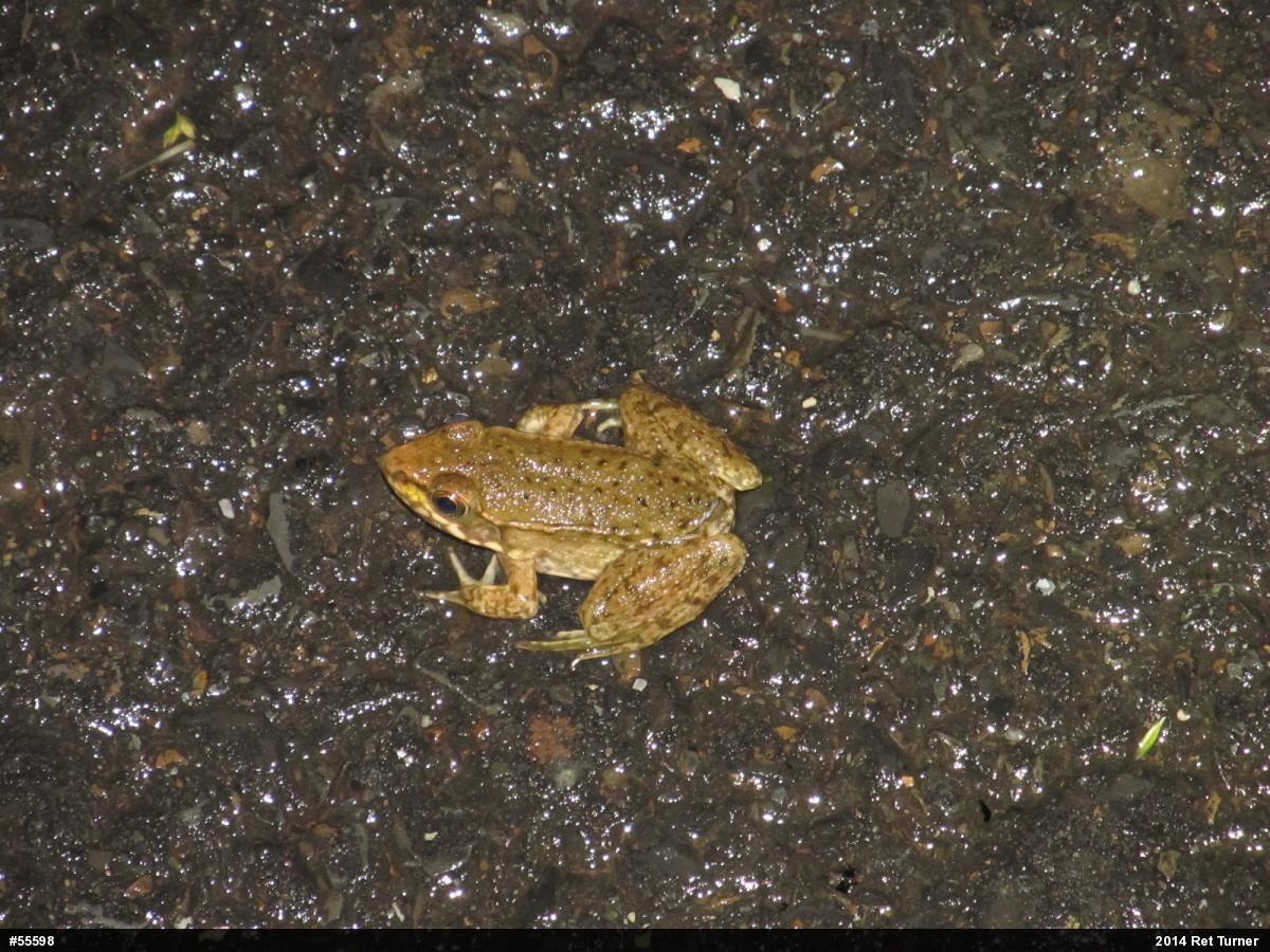 Green Frog