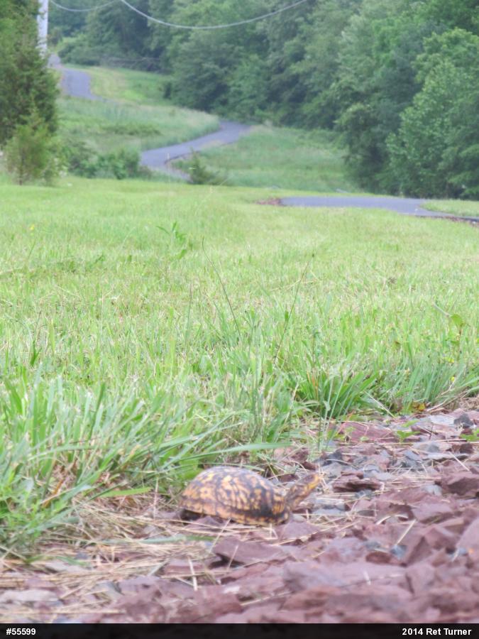 Eastern Box Turtle