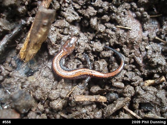 Eastern Red-backed  Salamander
