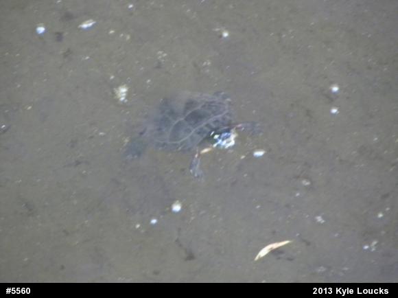 Eastern Painted Turtle