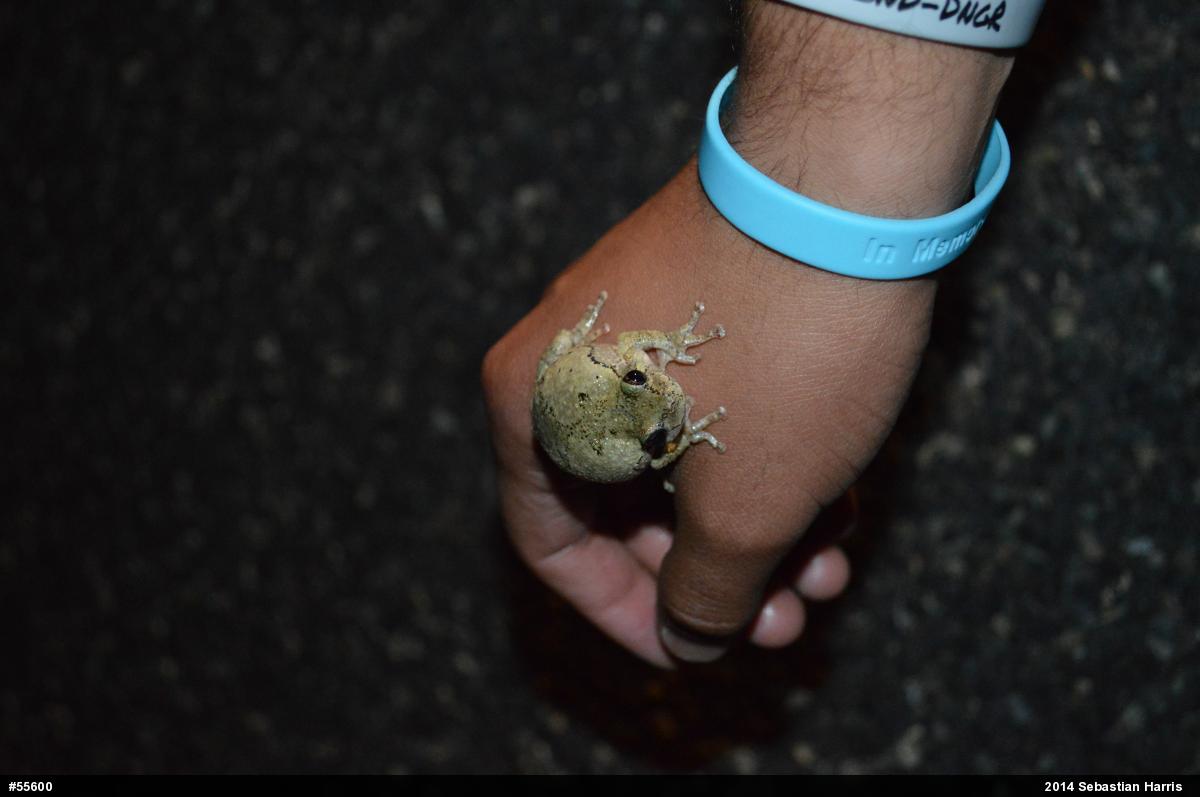 Gray Treefrog