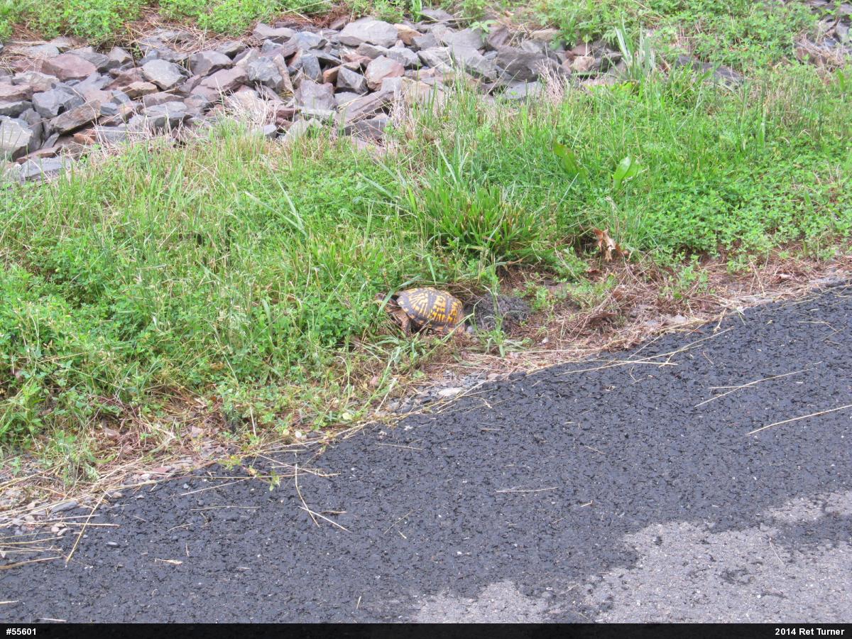 Eastern Box Turtle
