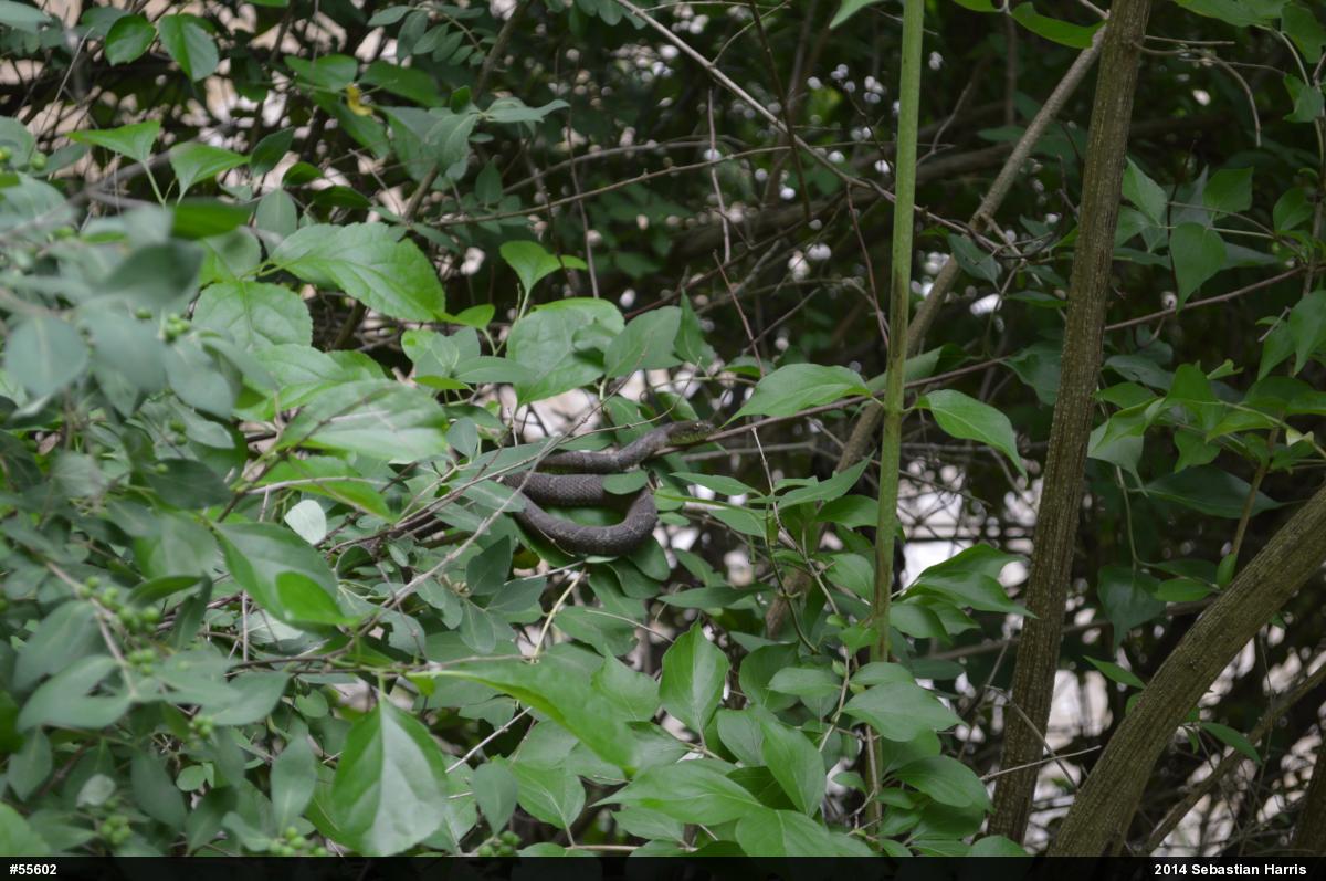 Northern Watersnake