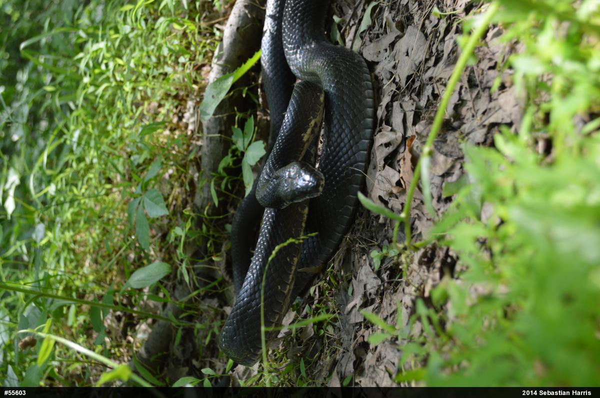 Eastern Ratsnake