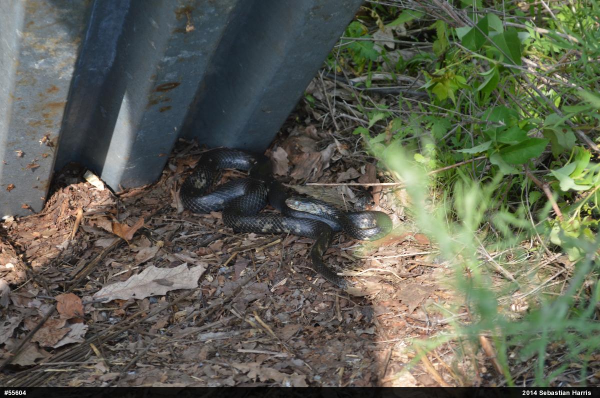 Northern Black Racer