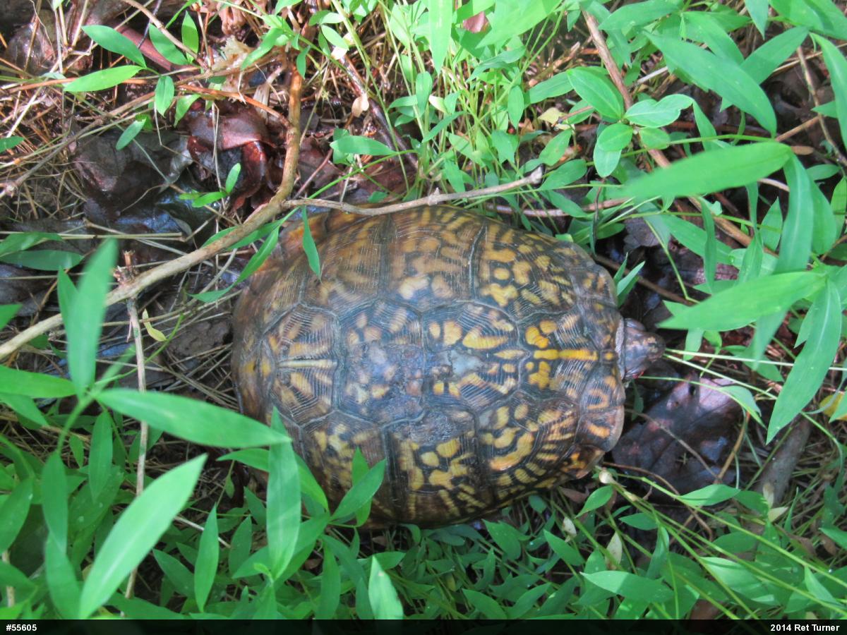Eastern Box Turtle