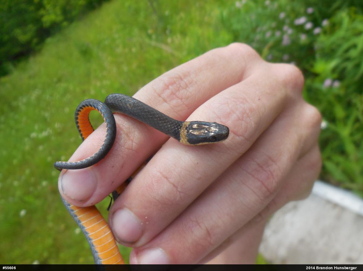 Northern Ring-necked Snake