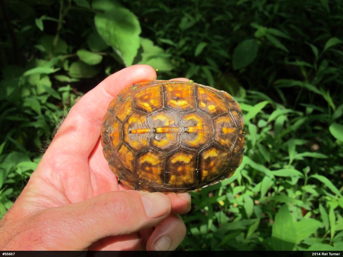 Eastern Box Turtle