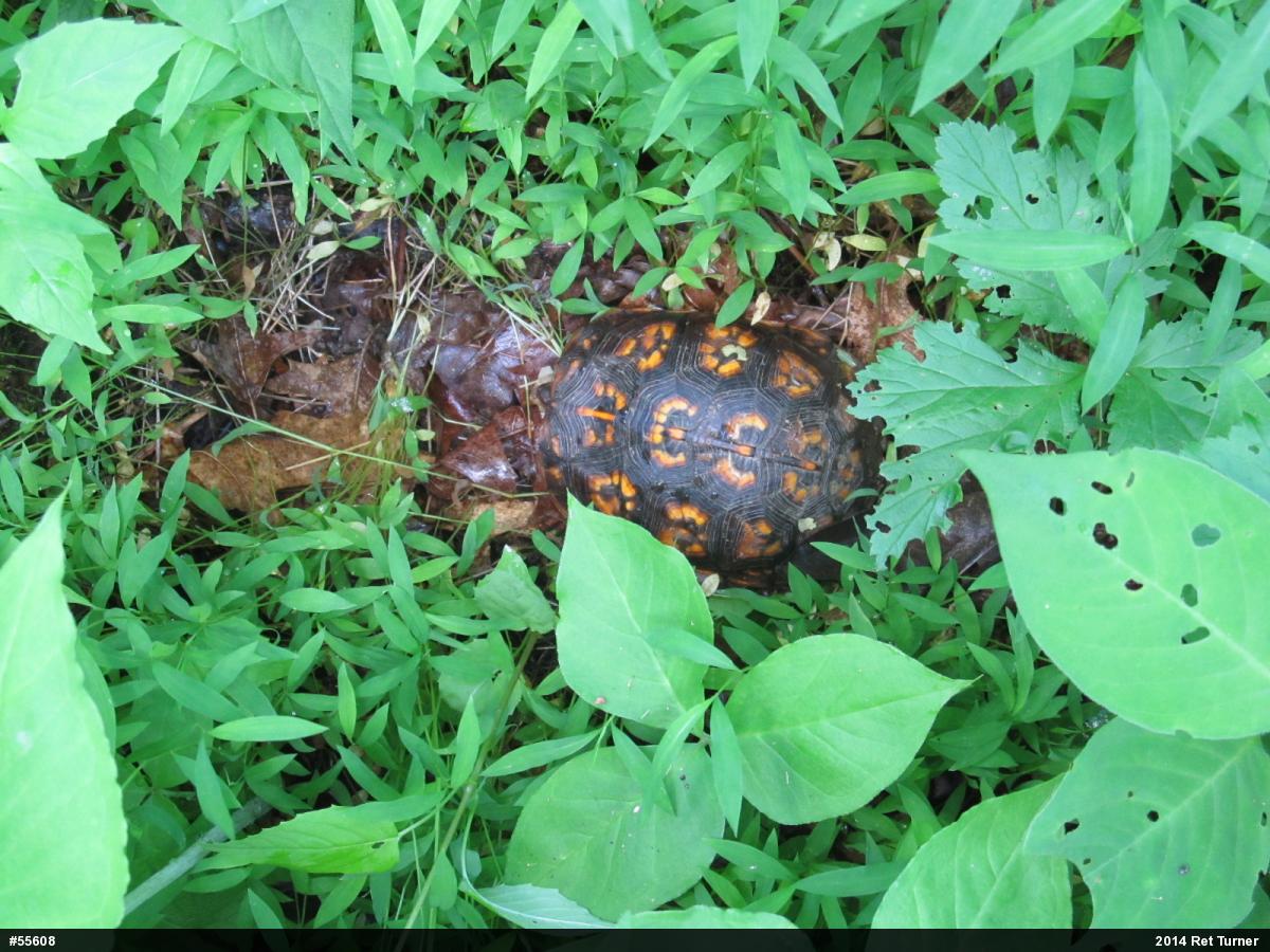 Eastern Box Turtle