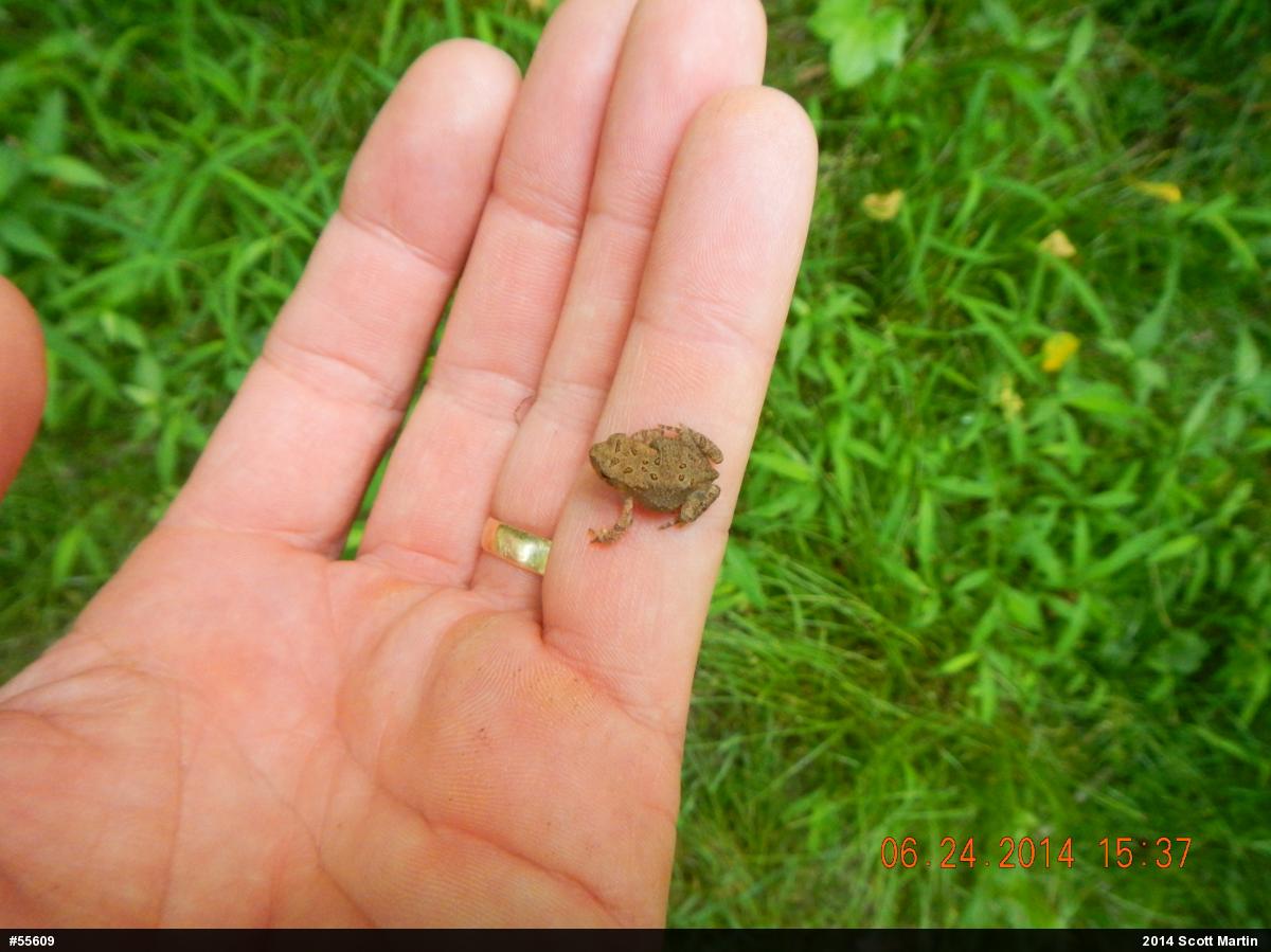 Eastern American Toad