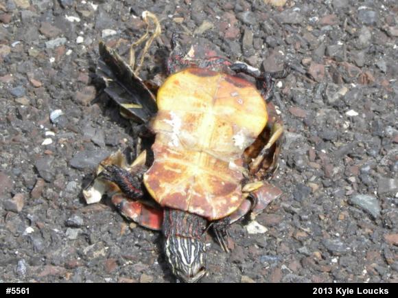 Painted Turtle