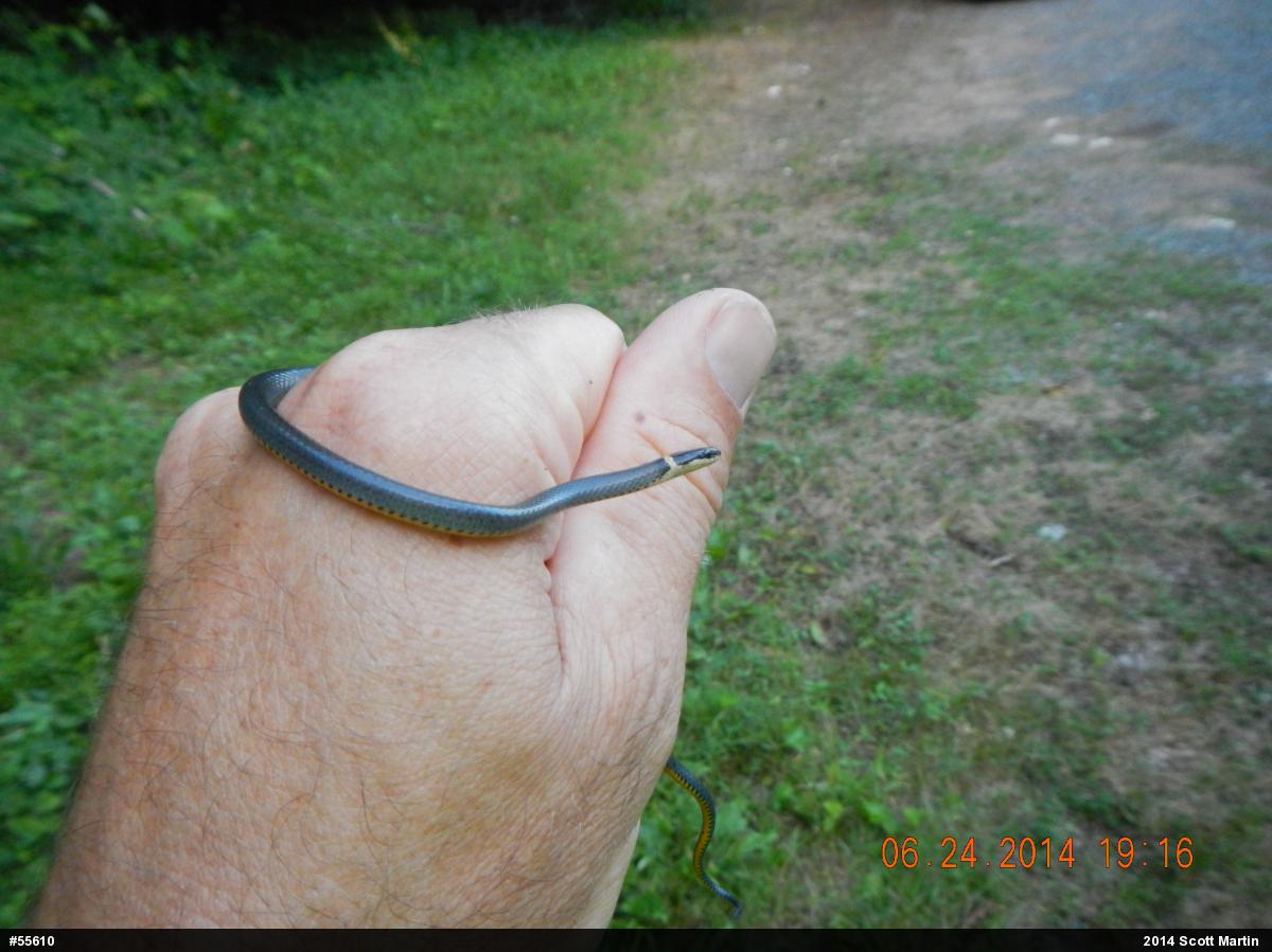 Northern Ring-necked Snake