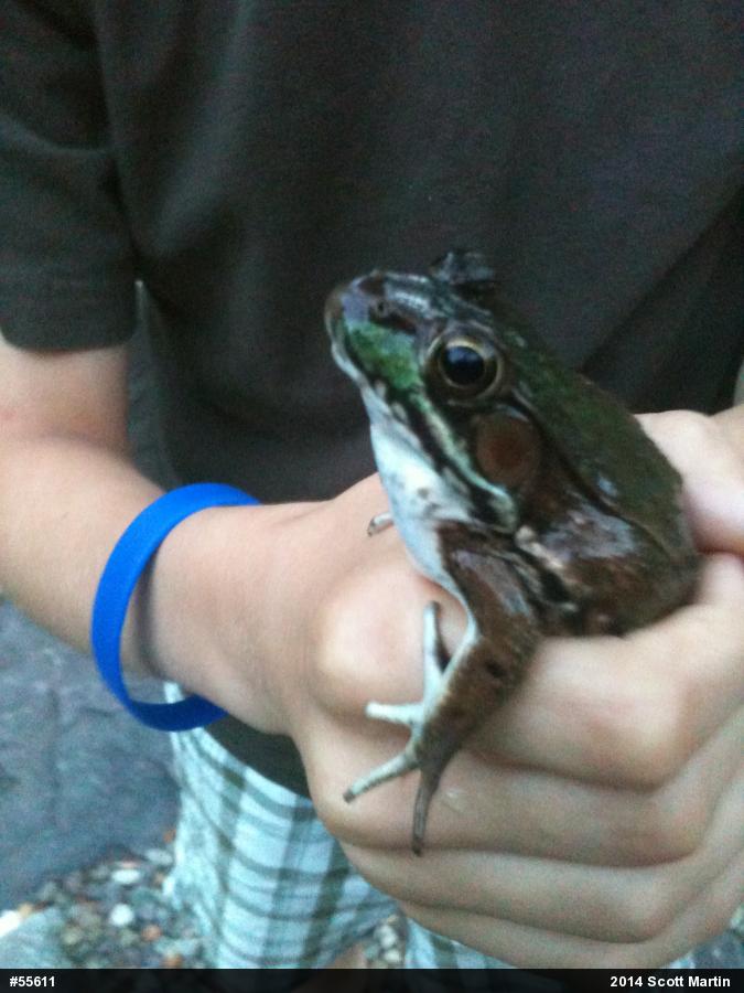 Green Frog