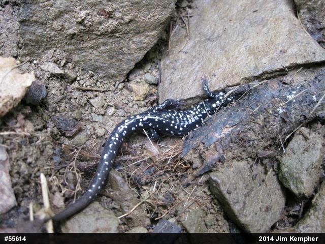 Northern Slimy Salamander