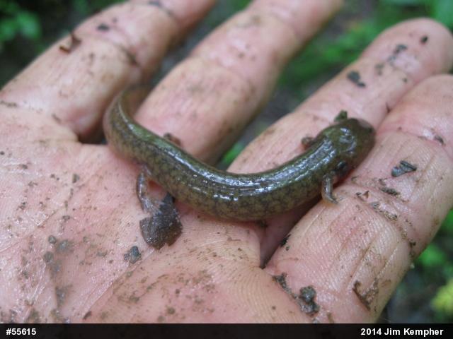 Northern Spring Salamander