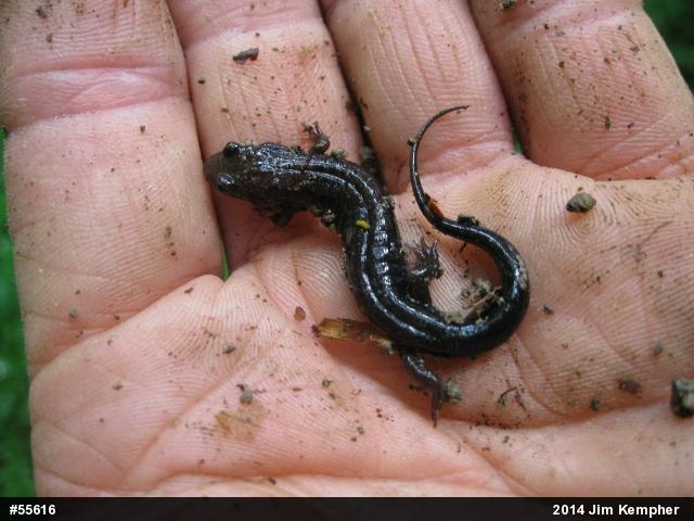 Allegheny Mountain Dusky Salamander