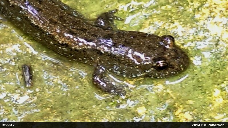 Northern Dusky Salamander