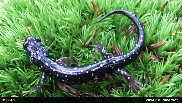 Northern Slimy Salamander