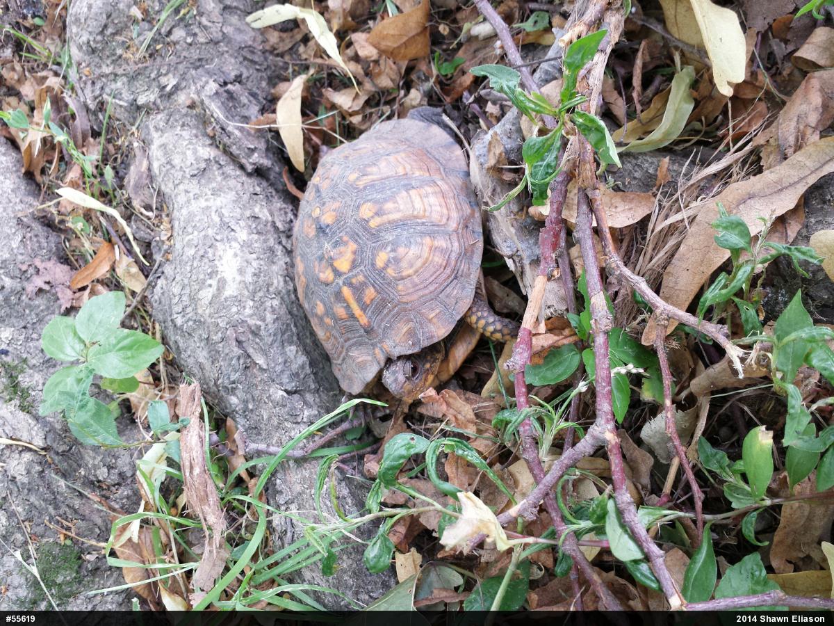 Eastern Box Turtle