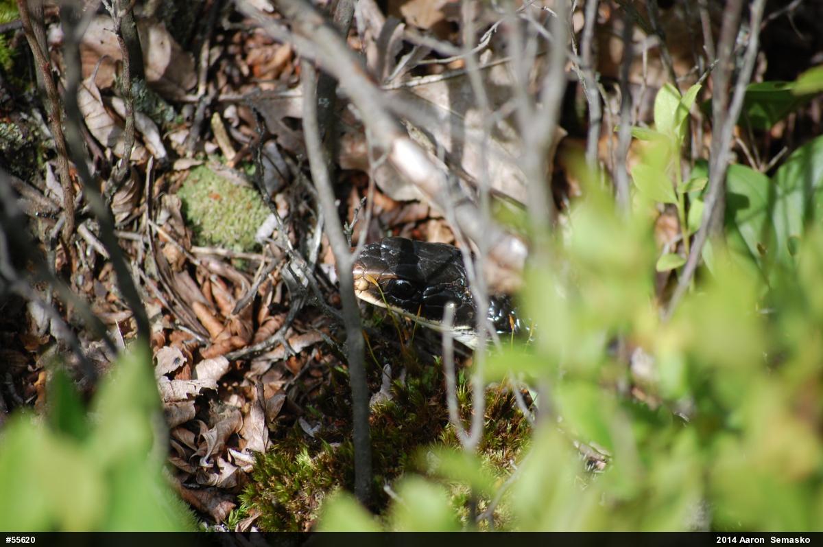 Northern Black Racer