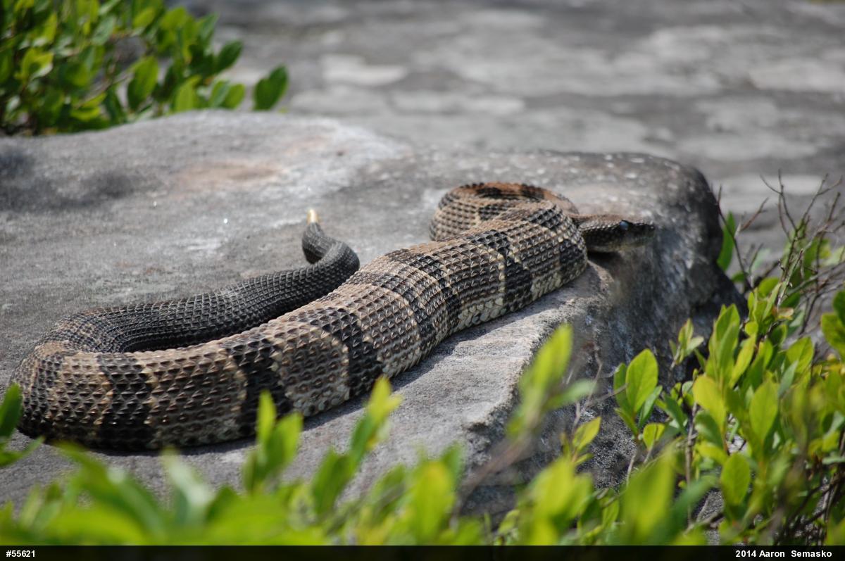 Timber Rattlesnake