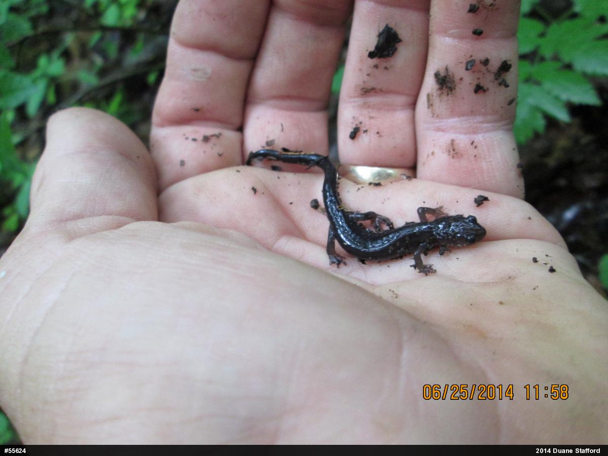 Wehrle's Salamander